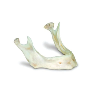 Half Mandible (Specify L or R)